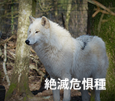 絶滅危惧種